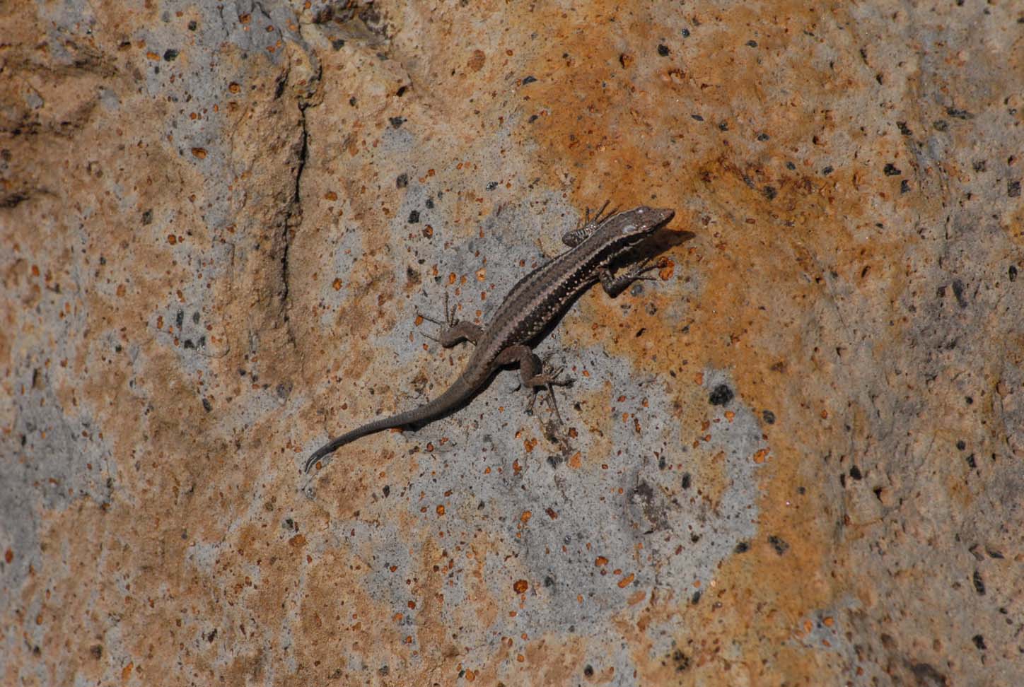 Lizard